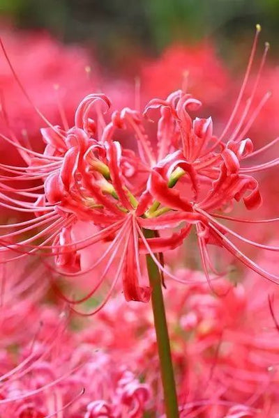 Triploid Lycoris Spider Lilies Bulbs Radiata Hurricane Lily Cluster Amayllis Growing Bonsai Roots Rhizomes Corms Tubers Potted Planting Reblooming Fragrant Garden Species Blooms Flower Seeds Plant Gardening