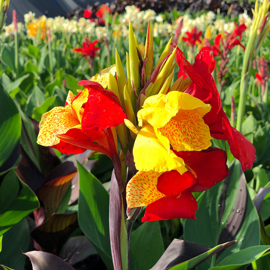 Canna 'Cleopatra' - Plants Seeds