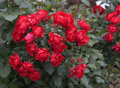 Black Forest Rose Seedlings Flower Seeds Perennial Growing Bonsai Corms Tubers Potted Planting Reblooming Fragrant Garden Roots Rhizomes Species Blooms Plant Bulbs Gardening Tree