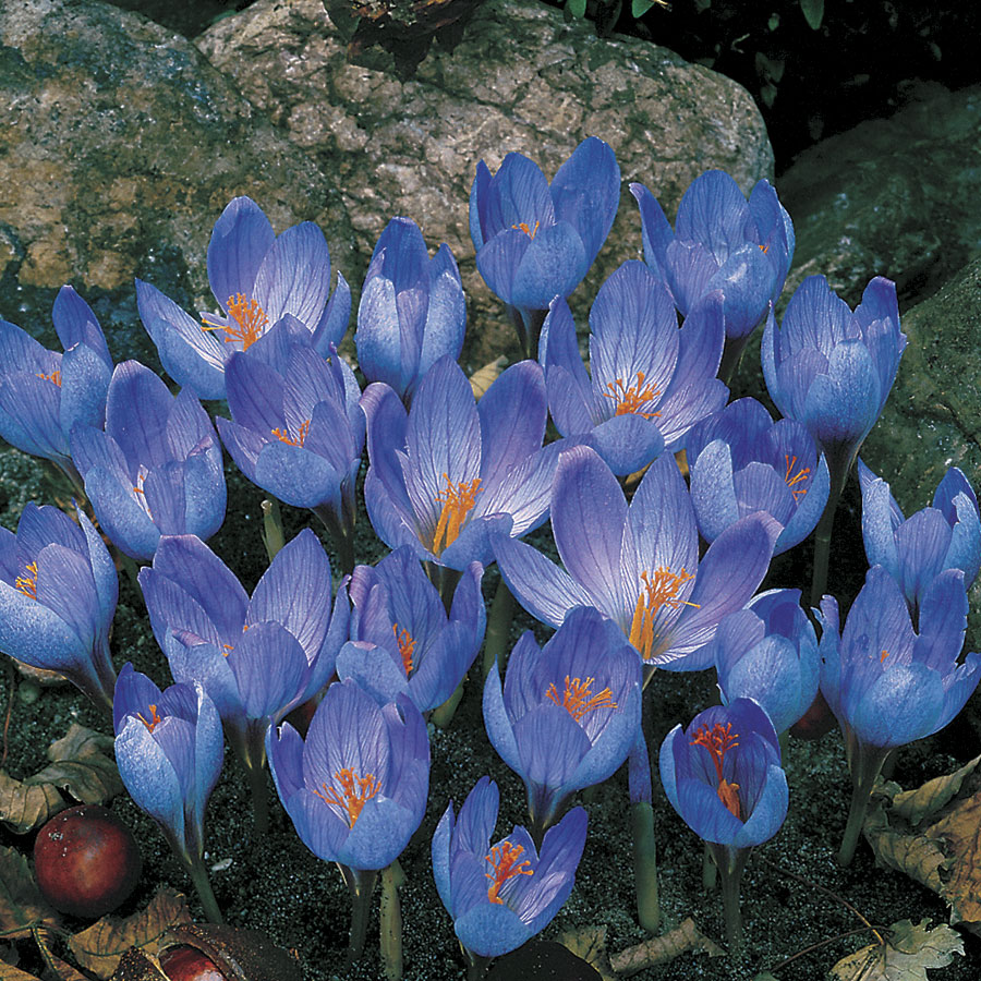 Crocus sativus - Seedsplant