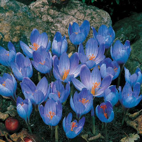 Crocus sativus - Seedsplant