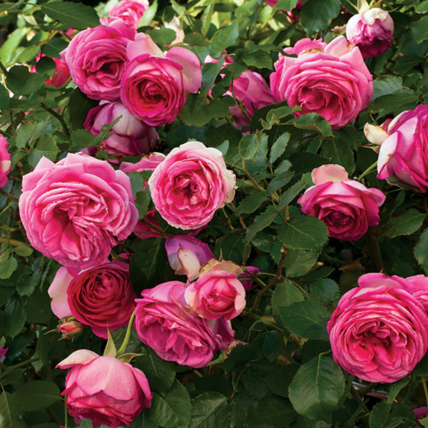 Girl Climbing Rose Seedlings Flower Seeds Perennial Growing Bonsai Corms Tubers Potted Planting Reblooming Fragrant Garden Roots Rhizomes Species Blooms Plant Bulbs Gardening Tree