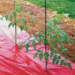High Yield Red Tomato Mulch Fabric - Plants Seeds