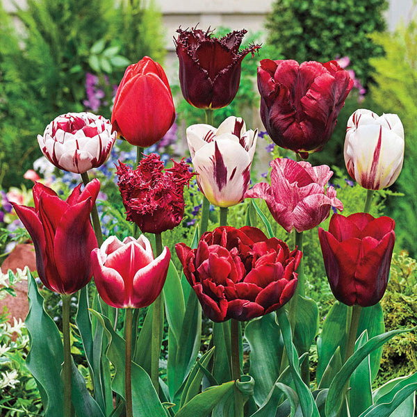 Variatie Red™ Tulip Mixture Bulbs Blooms Species Growing Bonsai Roots Rhizomes Corms Tubers Potted Planting Reblooming Fragrant Garden Flower Seeds Plant