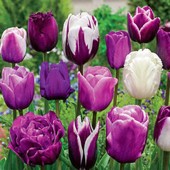 Enchanted Evening™ Tulip Mixture Bulbs Blooms Species Growing Bonsai Roots Rhizomes Corms Tubers Potted Planting Reblooming Fragrant Garden Flower Seeds Plant