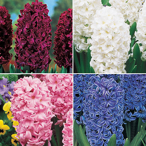 Colourful Hyacinth Collection Bulbs Blooms Species Growing Bonsai Roots Rhizomes Corms Tubers Potted Planting Reblooming Fragrant Garden Flower Seeds Plant Gardening