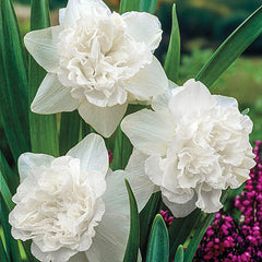 White Favourite Daffodil Narcissus Bulbs Blooms Species Growing Bonsai Roots Rhizomes Corms Tubers Potted Planting Reblooming Fragrant Garden Flower Seeds Plant