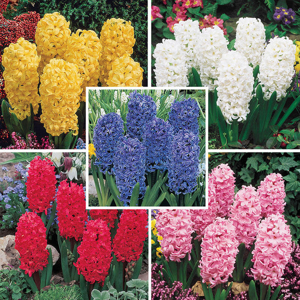 Jewel Hyacinth Collection Bulbs Blooms Species Growing Bonsai Roots Rhizomes Corms Tubers Potted Planting Reblooming Fragrant Garden Flower Seeds Plant Gardening