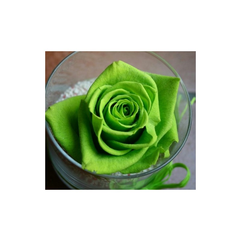 Green Rose Seedlings Flower Seeds Perennial Growing Bonsai Corms Tubers Potted Planting Reblooming Fragrant Garden Roots Rhizomes Species Blooms Plant Bulbs Gardening Tree - Seedsplant