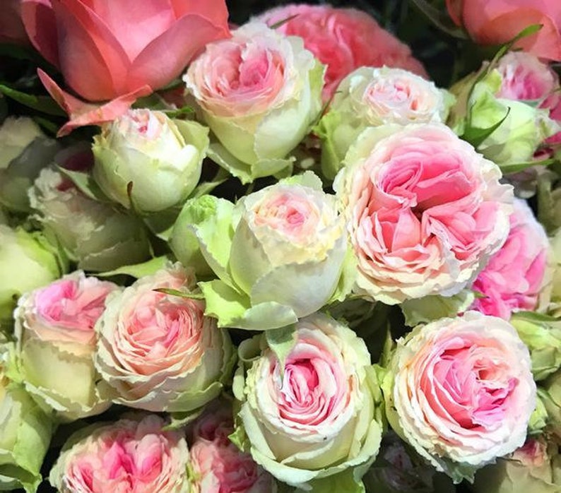 Pink Green Rose Seedlings Flower Seeds Perennial Growing Bonsai Corms Tubers Potted Planting Reblooming Fragrant Garden Roots Rhizomes Species Blooms Plant Bulbs Gardening Tree