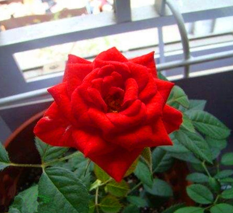 Red Rose Seedlings Flower Seeds Perennial Growing Bonsai Corms Tubers Potted Planting Reblooming Fragrant Garden Roots Rhizomes Species Blooms Plant Bulbs Gardening Tree