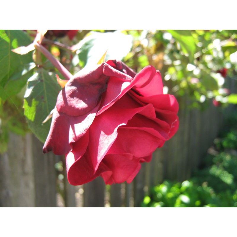 Climbing Rose Seedlings Flower Seeds Perennial Growing Bonsai Corms Tubers Potted Planting Reblooming Fragrant Garden Roots Rhizomes Species Blooms Plant Bulbs Gardening Tree