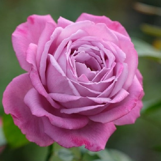 Double Pink Rose Seedlings Flower Seeds Perennial Growing Bonsai Corms Tubers Potted Planting Reblooming Fragrant Garden Roots Rhizomes Species Blooms Plant Bulbs Gardening Tree