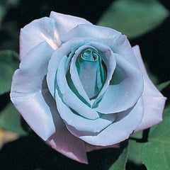 Blue Rose Seedlings Flower Seeds Perennial Growing Bonsai Corms Tubers Potted Planting Reblooming Fragrant Garden Roots Rhizomes Species Blooms Plant Bulbs Gardening Tree - Seedsplant