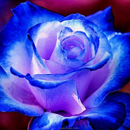 Rare Blue Rose Seedlings Flower Seeds Perennial Growing Bonsai Corms Tubers Potted Planting Reblooming Fragrant Garden Roots Rhizomes Species Blooms Plant Bulbs Gardening Tree