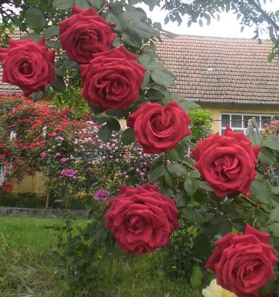 Red Flame Rose Seedlings Flower Seeds Perennial Growing Bonsai Corms Tubers Potted Planting Reblooming Fragrant Garden Roots Rhizomes Species Blooms Plant Bulbs Gardening Tree