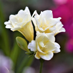 White Wonder Freesia Bulbs Growing Bonsai Roots Rhizomes Corms Tubers Potted Planting Reblooming Fragrant Garden Species Blooms Flower Seeds Plant Gardening