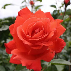 Sash Rose Seedlings Flower Seeds Perennial Growing Bonsai Corms Tubers Potted Planting Reblooming Fragrant Garden Roots Rhizomes Species Blooms Plant Bulbs Gardening Tree - Seedsplant