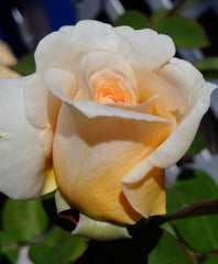 Todi Rose Seedlings Flower Seeds Perennial Growing Bonsai Corms Tubers Potted Planting Reblooming Fragrant Garden Roots Rhizomes Species Blooms Plant Bulbs Gardening Tree - Seedsplant