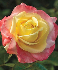 Hybrid Dutch Rose Seedlings Flower Seeds Perennial Growing Bonsai Corms Tubers Potted Planting Reblooming Fragrant Garden Roots Rhizomes Species Blooms Plant Bulbs Gardening Tree
