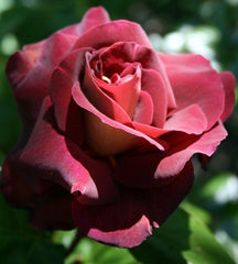 Dark Knigh Rose Seedlings Flower Seeds Perennial Growing Bonsai Corms Tubers Potted Planting Reblooming Fragrant Garden Roots Rhizomes Species Blooms Plant Bulbs Gardening Tree