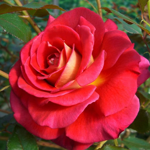Macha Meril Rose Seedlings Flower Seeds Perennial Growing Bonsai Corms Tubers Potted Planting Reblooming Fragrant Garden Roots Rhizomes Species Blooms Plant Bulbs Gardening Tree