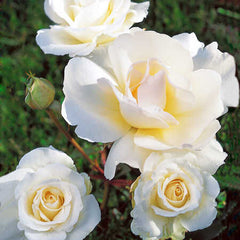 Grand Nord Rose Seedlings Flower Seeds Perennial Growing Bonsai Corms Tubers Potted Planting Reblooming Fragrant Garden Roots Rhizomes Species Blooms Plant Bulbs Gardening Tree