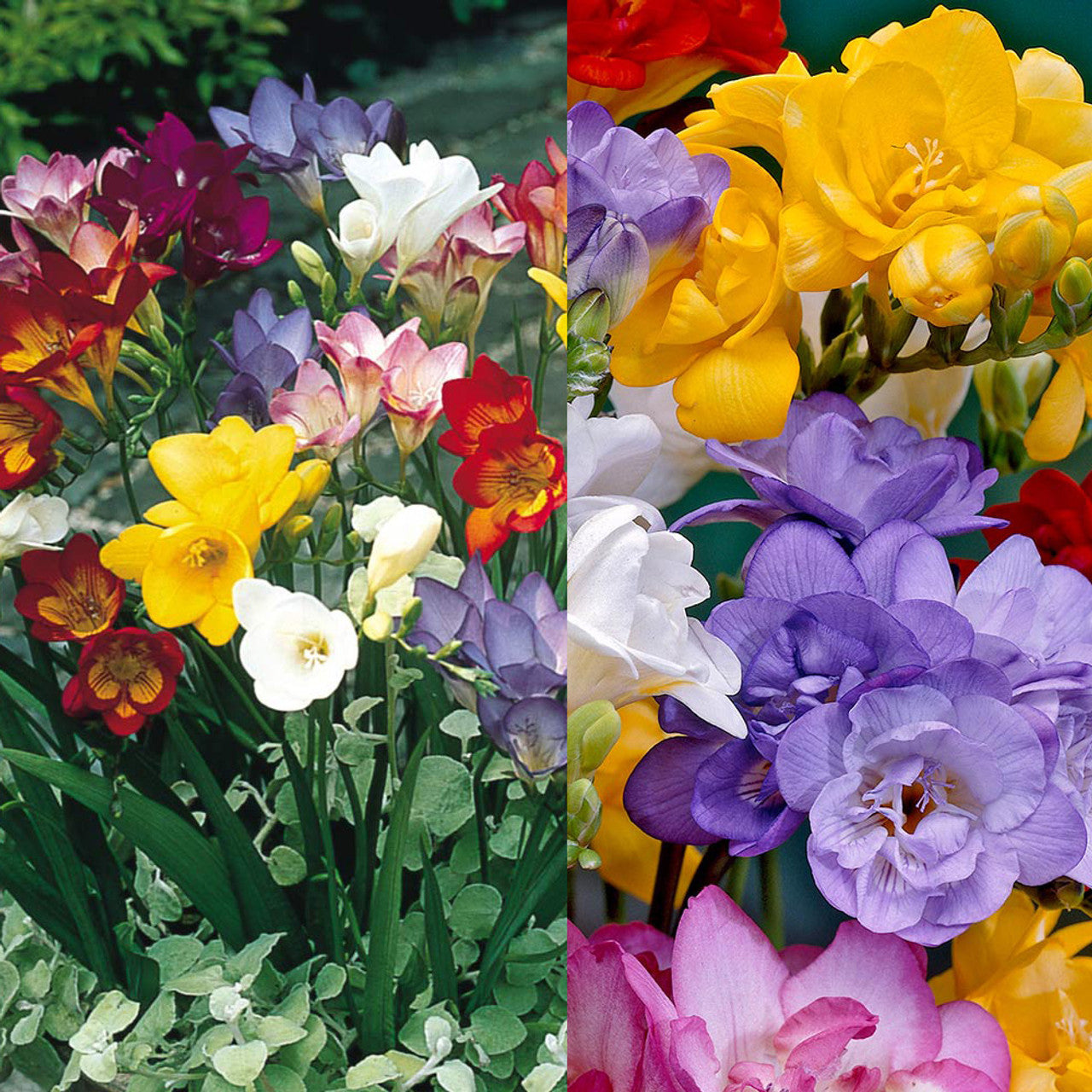 Freesia Mixed Collection Bulbs Growing Bonsai Roots Rhizomes Corms Tubers Potted Planting Reblooming Fragrant Garden Species Blooms Flower Seeds Plant Gardening