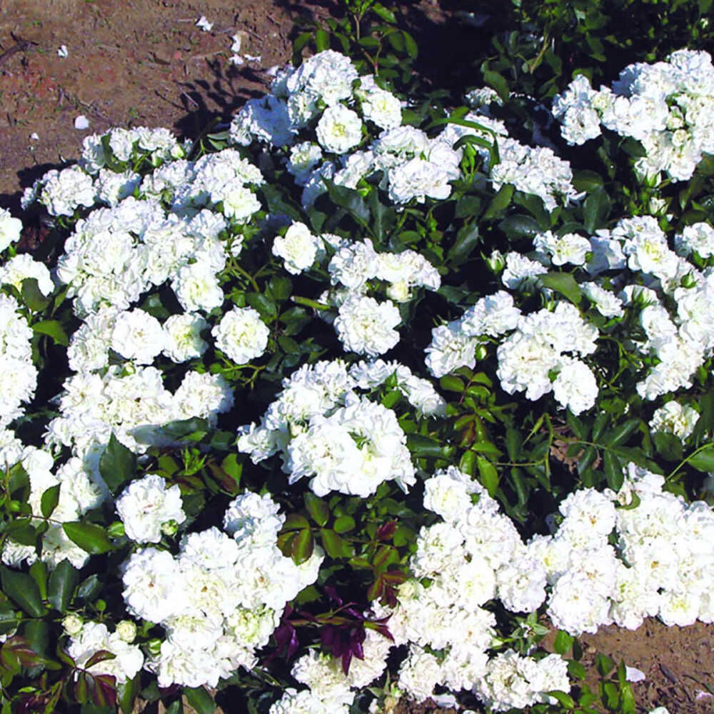 Galathea Rose Seedlings Flower Seeds Perennial Growing Bonsai Corms Tubers Potted Planting Reblooming Fragrant Garden Roots Rhizomes Species Blooms Plant Bulbs Gardening Tree