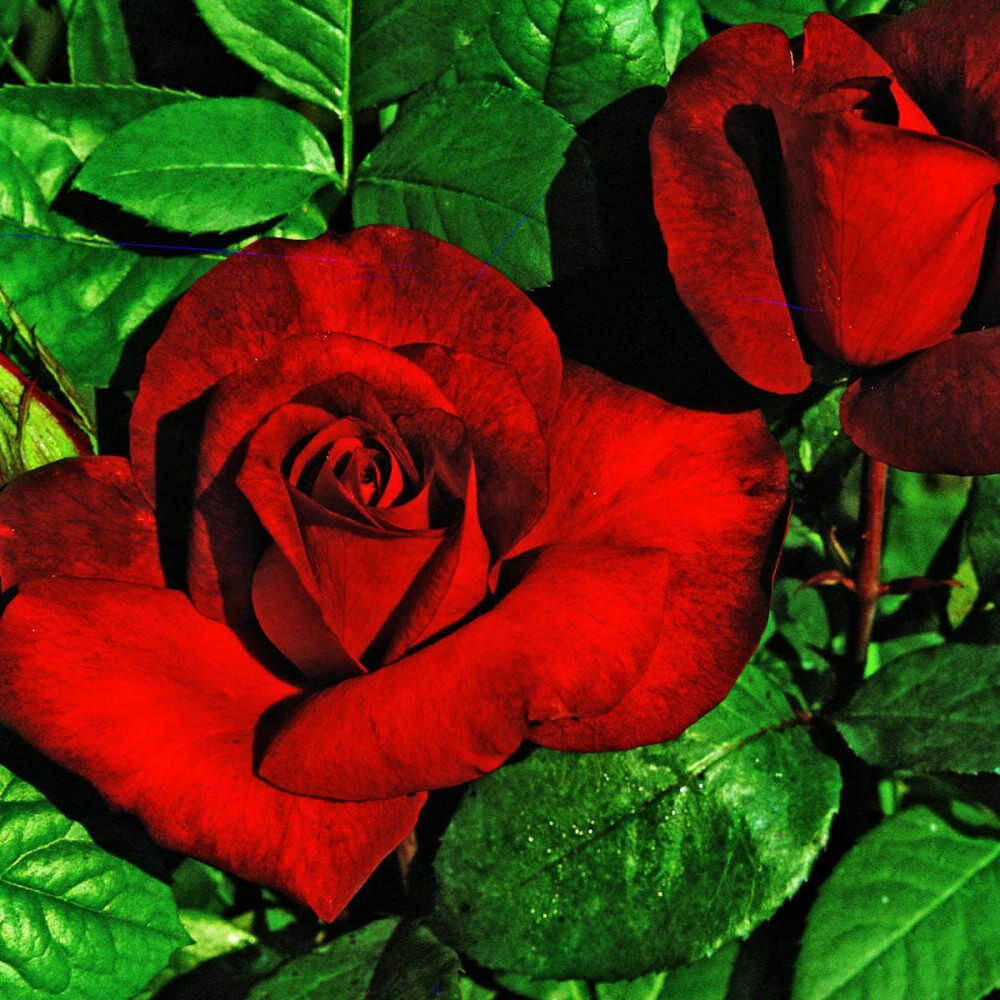 Marina marini Rose Seedlings Flower Seeds Perennial Growing Bonsai Corms Tubers Potted Planting Reblooming Fragrant Garden Roots Rhizomes Species Blooms Plant Bulbs Gardening Tree