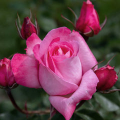 The crown of Venus Rose Seedlings Flower Seeds Perennial Growing Bonsai Corms Tubers Potted Planting Reblooming Fragrant Garden Roots Rhizomes Species Blooms Plant Bulbs Gardening Tree