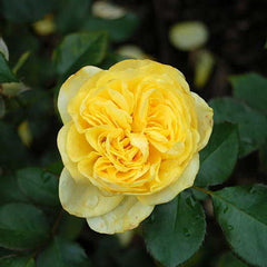 Sunlight Romantica Rose Seedlings Flower Seeds Perennial Growing Bonsai Corms Tubers Potted Planting Reblooming Fragrant Garden Roots Rhizomes Species Blooms Plant Bulbs Gardening Tree