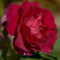 Miss magenta Rose Seedlings Flower Seeds Perennial Growing Bonsai Corms Tubers Potted Planting Reblooming Fragrant Garden Roots Rhizomes Species Blooms Plant Bulbs Gardening Tree