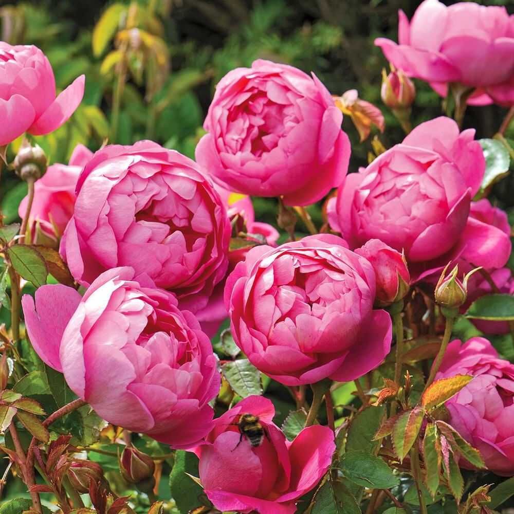 Royal jubile Rose Seedlings Flower Seeds Perennial Growing Bonsai Corms Tubers Potted Planting Reblooming Fragrant Garden Roots Rhizomes Species Blooms Plant Bulbs Gardening Tree