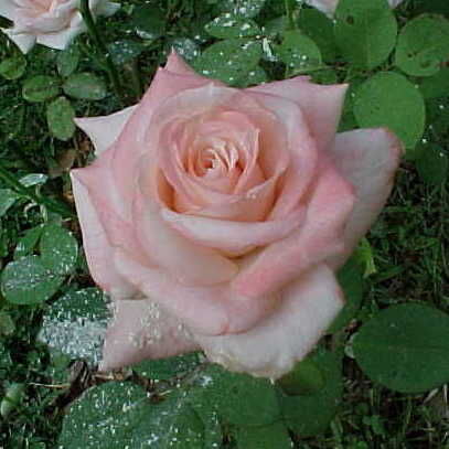 Lady Diana Rose Seedlings Flower Seeds Perennial Growing Bonsai Corms Tubers Potted Planting Reblooming Fragrant Garden Roots Rhizomes Species Blooms Plant Bulbs Gardening Tree - Seedsplant
