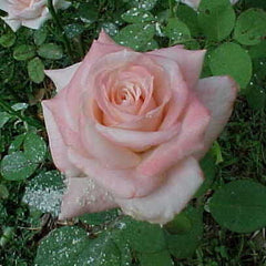 Lady Diana Rose Seedlings Flower Seeds Perennial Growing Bonsai Corms Tubers Potted Planting Reblooming Fragrant Garden Roots Rhizomes Species Blooms Plant Bulbs Gardening Tree