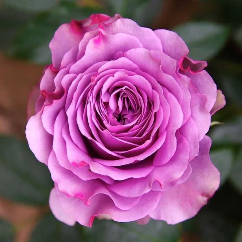 Blue Orkan Rose Seedlings Flower Seeds Perennial Growing Bonsai Corms Tubers Potted Planting Reblooming Fragrant Garden Roots Rhizomes Species Blooms Plant Bulbs Gardening Tree - Seedsplant