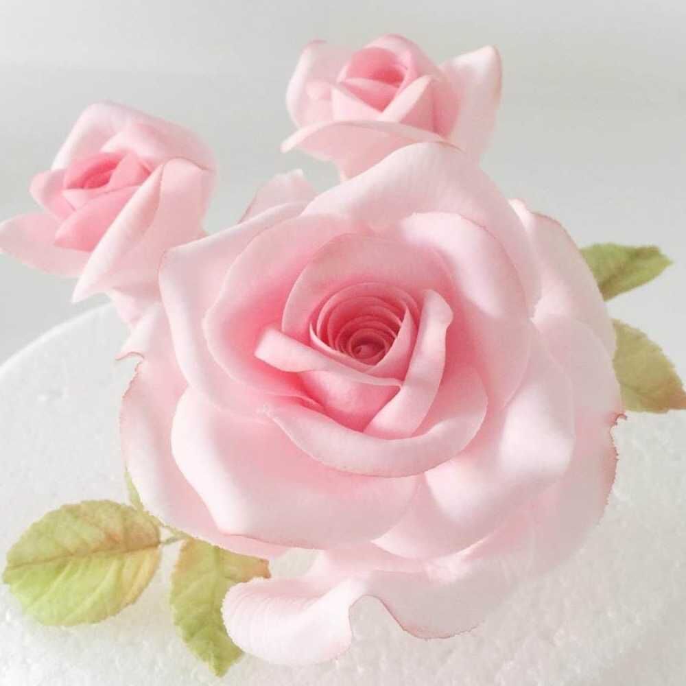 Kanina Rose Plant Seedlings Flower Seeds Perennial Growing Bonsai Corms Tubers Potted Planting Reblooming Fragrant Garden Roots Rhizomes Species Blooms Bulbs Gardening Tree