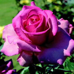 esmeralda Rose Seedlings Flower Seeds Perennial Growing Bonsai Corms Tubers Potted Planting Reblooming Fragrant Garden Roots Rhizomes Species Blooms Plant Bulbs Gardening Tree