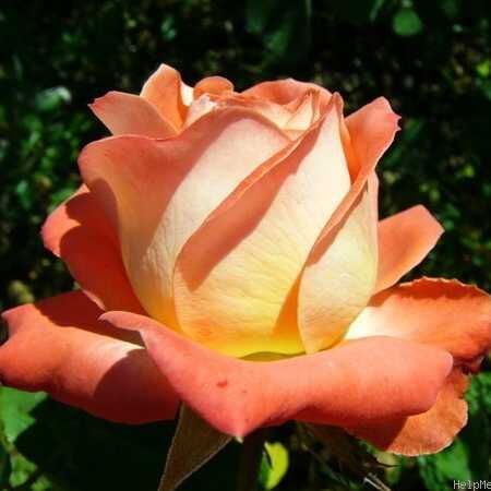 Konigin Der Rosen Rose Seedlings Flower Seeds Perennial Growing Bonsai Corms Tubers Potted Planting Reblooming Fragrant Garden Roots Rhizomes Species Blooms Plant Bulbs Gardening Tree