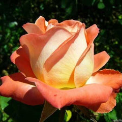 Konigin Der Rosen Rose Seedlings Flower Seeds Perennial Growing Bonsai Corms Tubers Potted Planting Reblooming Fragrant Garden Roots Rhizomes Species Blooms Plant Bulbs Gardening Tree