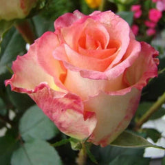 Love antique Rose Seedlings Flower Seeds Perennial Growing Bonsai Corms Tubers Potted Planting Reblooming Fragrant Garden Roots Rhizomes Species Blooms Plant Bulbs Gardening Tree