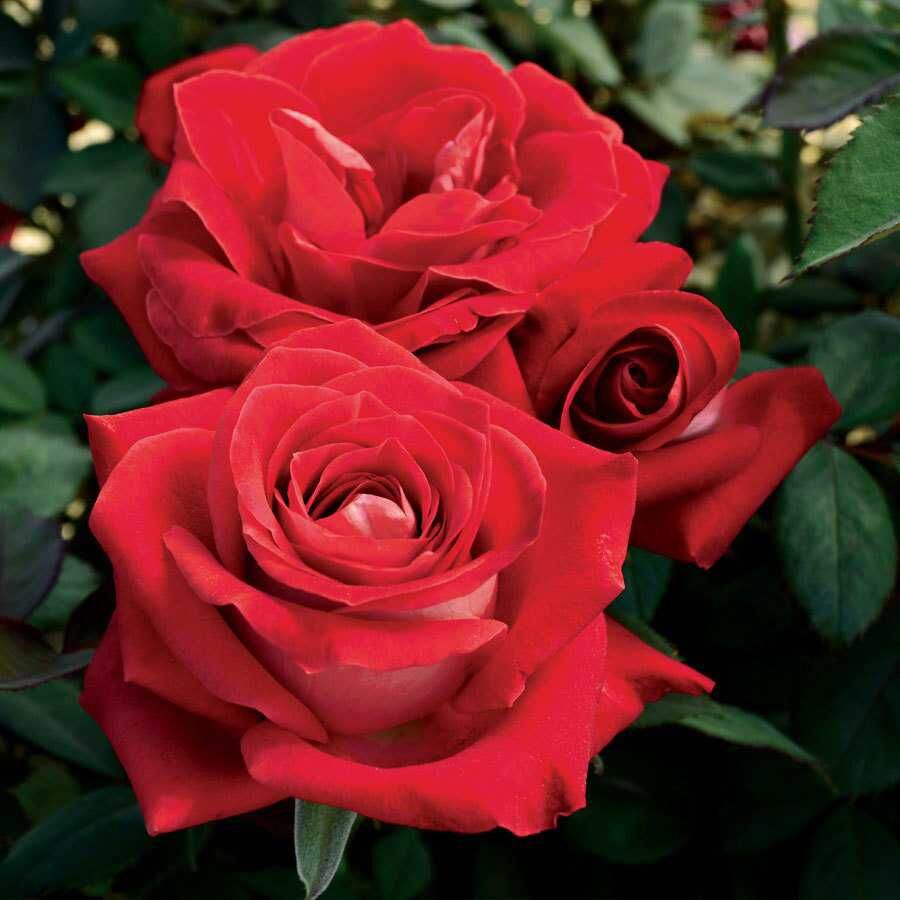 Santa Monica Rose Seedlings Flower Seeds Perennial Growing Bonsai Corms Tubers Potted Planting Reblooming Fragrant Garden Roots Rhizomes Species Blooms Plant Bulbs Gardening Tree