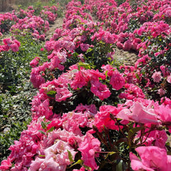 Tina Rose Seedlings Flower Seeds Perennial Growing Bonsai Corms Tubers Potted Planting Reblooming Fragrant Garden Roots Rhizomes Species Blooms Plant Bulbs Gardening Tree
