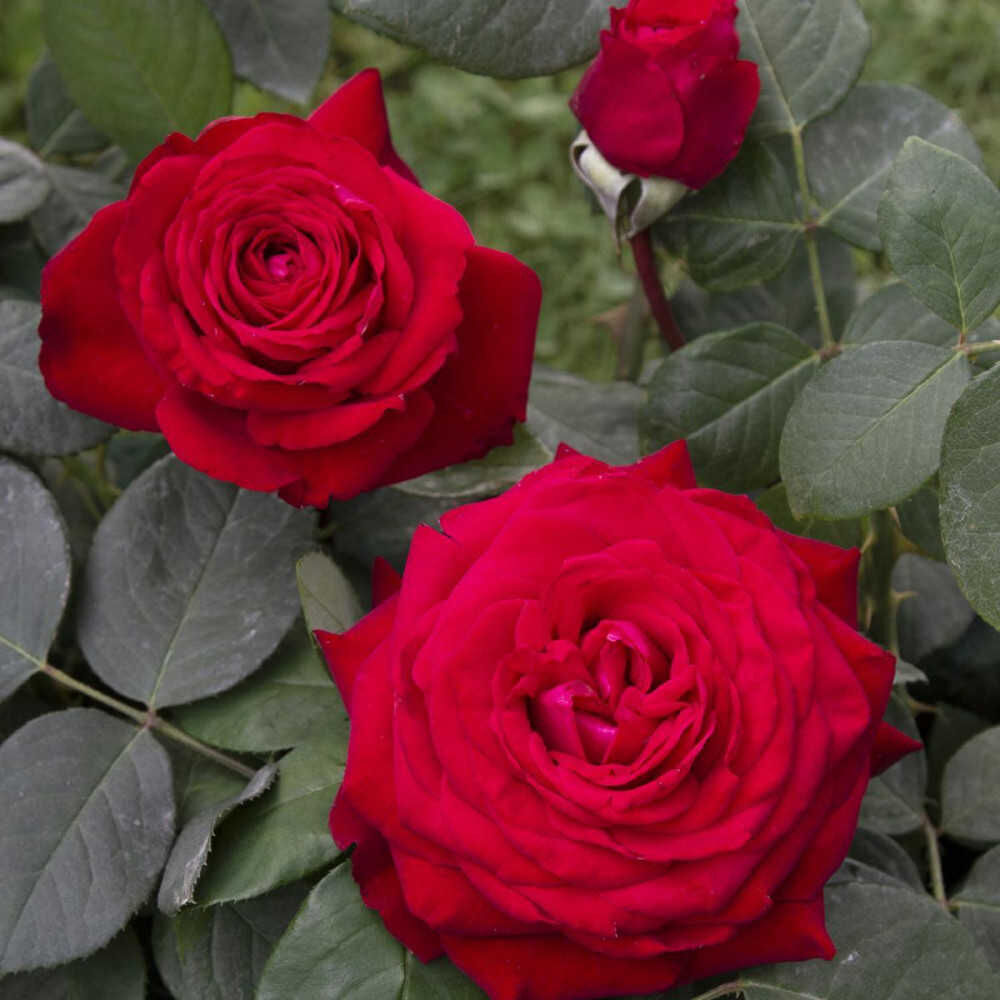 Prima bacho noemi DE rothschild Rose Seedlings Flower Seeds Perennial Growing Bonsai Corms Tubers Potted Planting Reblooming Fragrant Garden Roots Rhizomes Species Blooms Plant Bulbs Gardening Tree