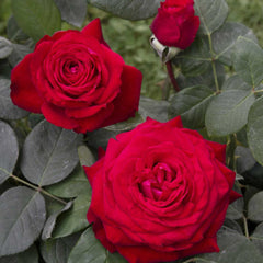 Prima bacho noemi DE rothschild Rose Seedlings Flower Seeds Perennial Growing Bonsai Corms Tubers Potted Planting Reblooming Fragrant Garden Roots Rhizomes Species Blooms Plant Bulbs Gardening Tree