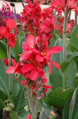 Canna Cannova Red Shades Bulbs Perennial Growing Bonsai Roots Rhizomes Corms Tubers Potted Planting Reblooming Fragrant Garden Species Blooms Flower Seeds Plant Gardening - Seedsplant