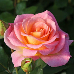 Interior design furnishing Rose Seedlings Flower Seeds Perennial Growing Bonsai Corms Tubers Potted Planting Reblooming Fragrant Garden Roots Rhizomes Species Blooms Plant Bulbs Gardening Tree