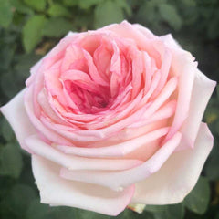 Meine rose Rose Seedlings Flower Seeds Perennial Growing Bonsai Corms Tubers Potted Planting Reblooming Fragrant Garden Roots Rhizomes Species Blooms Plant Bulbs Gardening Tree