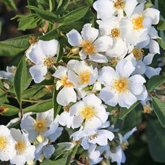 Silhouette natura Rose Seedlings Flower Seeds Perennial Growing Bonsai Corms Tubers Potted Planting Reblooming Fragrant Garden Roots Rhizomes Species Blooms Plant Bulbs Gardening Tree